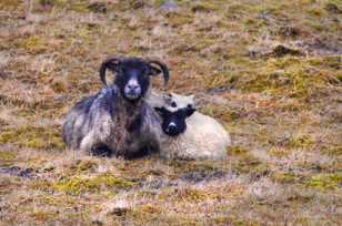 Goat mother and lambs-9333
